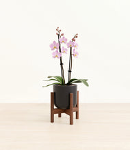 Load image into Gallery viewer, Stone Black stand:walnut
