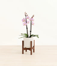 Load image into Gallery viewer, Cotton White stand:walnut

