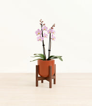 Load image into Gallery viewer, Glossy Red stand:walnut
