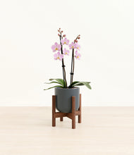 Load image into Gallery viewer, Iron Gray stand:walnut
