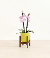 Load image into Gallery viewer, Key Lime Yellow stand:walnut
