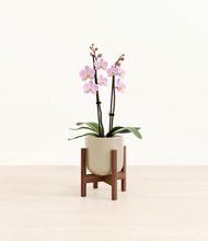 Load image into Gallery viewer, Sage Green stand:walnut
