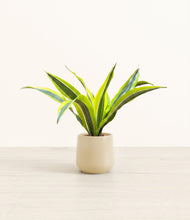 Load image into Gallery viewer, Almond Green*****Profile
