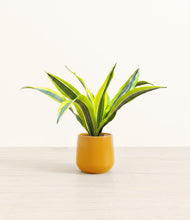 Load image into Gallery viewer, Mustard*****Profile
