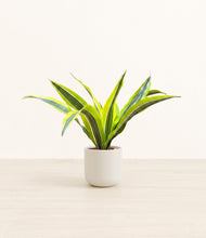 Load image into Gallery viewer, Cotton White*****Profile
