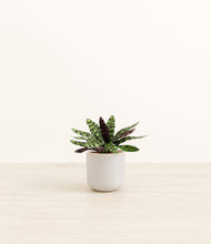 Load image into Gallery viewer, Snowdrift White*****Profile
