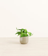 Load image into Gallery viewer, Sage Green*****Profile

