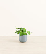 Load image into Gallery viewer, Misty Blue*****Profile
