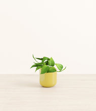 Load image into Gallery viewer, Key Lime Yellow*****Profile
