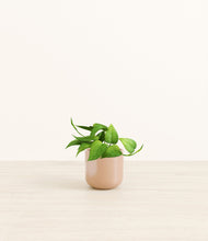 Load image into Gallery viewer, Glossy Pink*****Profile
