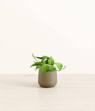 Load image into Gallery viewer, Olive*****Profile
