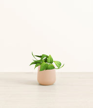 Load image into Gallery viewer, Gentle Pink*****Profile
