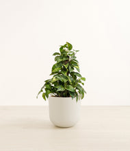 Load image into Gallery viewer, Natural Bamboo*****Profile
