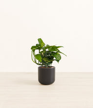 Load image into Gallery viewer, Stone Black*****Profile
