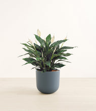 Load image into Gallery viewer, Iron Gray*****Profile
