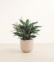 Load image into Gallery viewer, Sandy Pink*****Profile
