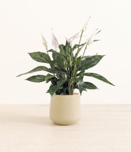 Load image into Gallery viewer, Almond Green*****Profile
