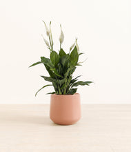Load image into Gallery viewer, Calm Rose*****Profile
