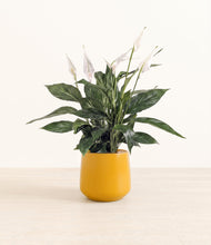 Load image into Gallery viewer, Mustard*****Profile
