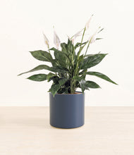 Load image into Gallery viewer, Deep Navy*****Profile
