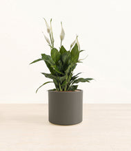 Load image into Gallery viewer, Dark Olive*****Profile
