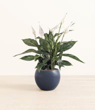 Load image into Gallery viewer, Deep Navy*****Profile
