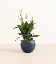 Load image into Gallery viewer, Deep Navy*****Profile
