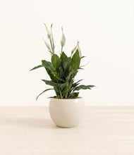 Load image into Gallery viewer, Shiny EggWhite*****Profile
