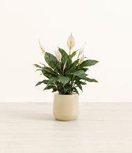 Load image into Gallery viewer, Almond Green*****Profile
