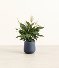 Load image into Gallery viewer, Deep Navy*****Profile
