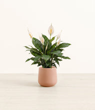 Load image into Gallery viewer, Calm Rose*****Profile
