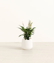 Lade das Bild in den Galerie-Viewer, White*****Profile
