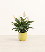 Load image into Gallery viewer, Key Lime Yellow*****Profile
