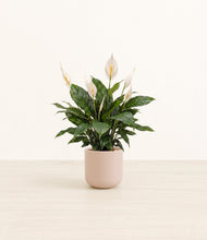 Load image into Gallery viewer, Sandy Pink*****Profile
