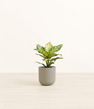 Lade das Bild in den Galerie-Viewer, Sage Green*****Profile
