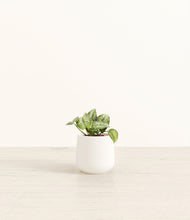 Load image into Gallery viewer, White*****Profile
