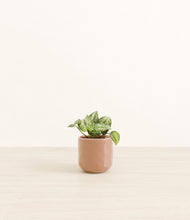 Load image into Gallery viewer, Hammered Peach Pink*****Profile
