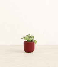 Load image into Gallery viewer, Striped Cherry Red*****Profile
