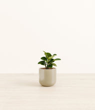 Load image into Gallery viewer, Sage Green*****Profile

