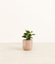 Load image into Gallery viewer, Glossy Pink*****Profile
