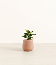 Load image into Gallery viewer, Calm Rose*****Profile
