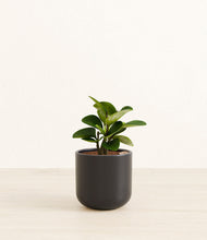 Load image into Gallery viewer, Stone Black*****Succulent

