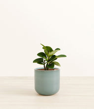 Load image into Gallery viewer, Reactive Aqua*****Succulent
