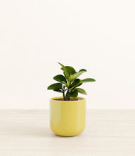 Load image into Gallery viewer, Key Lime Yellow*****Succulent
