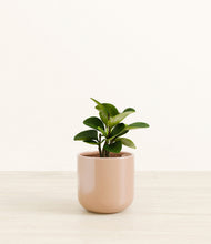 Load image into Gallery viewer, Glossy Pink*****Succulent
