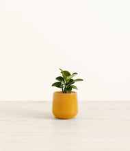 Load image into Gallery viewer, Mustard*****Profile
