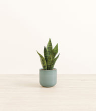 Load image into Gallery viewer, Reactive Aqua*****Profile
