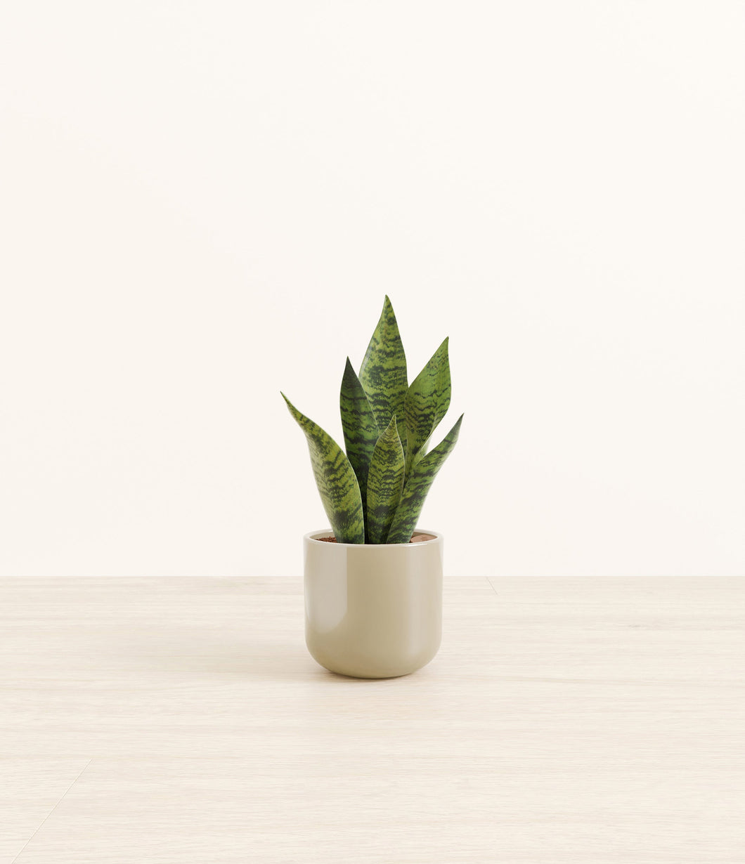 Sage Green*****Profile