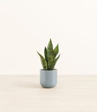 Load image into Gallery viewer, Misty Blue*****Profile
