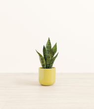 Load image into Gallery viewer, Key Lime Yellow*****Profile
